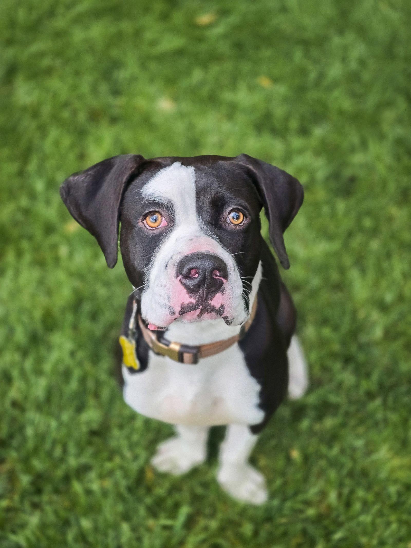 Enlarge Memes, a Adoptable Pit Bull Terrier in Salt Lake City, UT image 3/3
