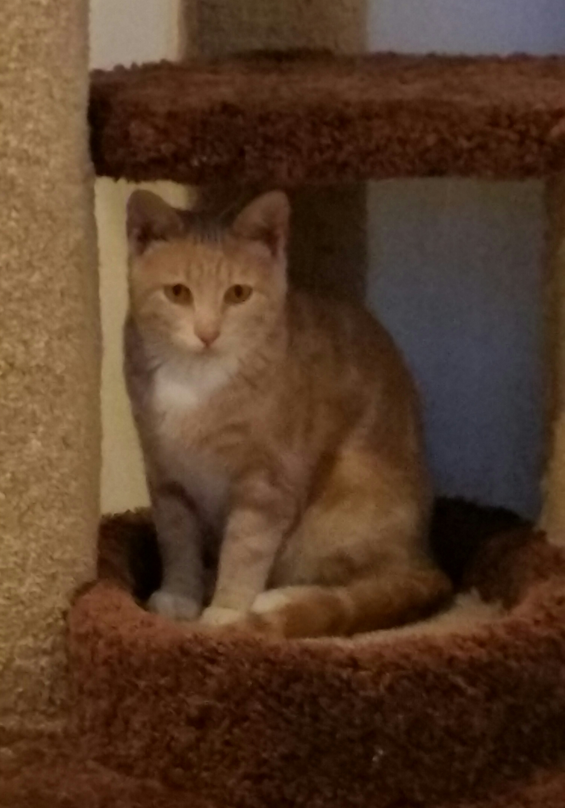 TOTO, Adoptable, Adult Male Maine Coon & Tiger.