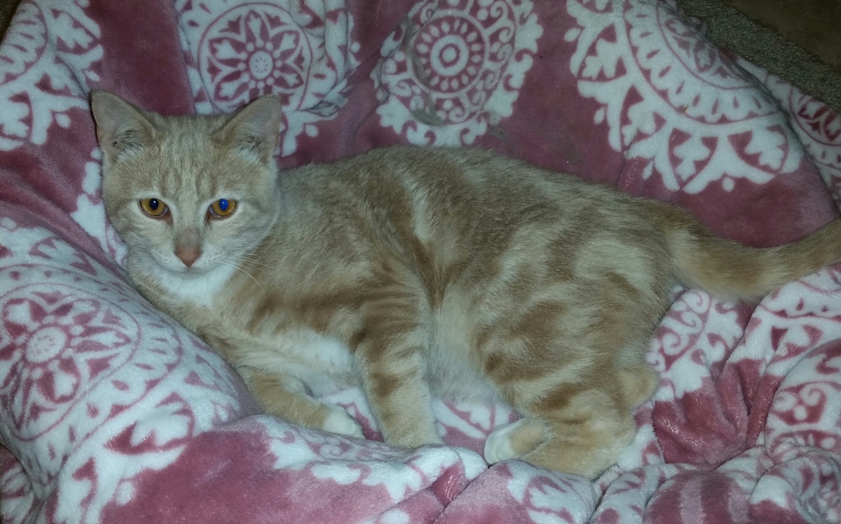 TOTO, a Adoptable mixed breed in Sardinia, OH image 2/12