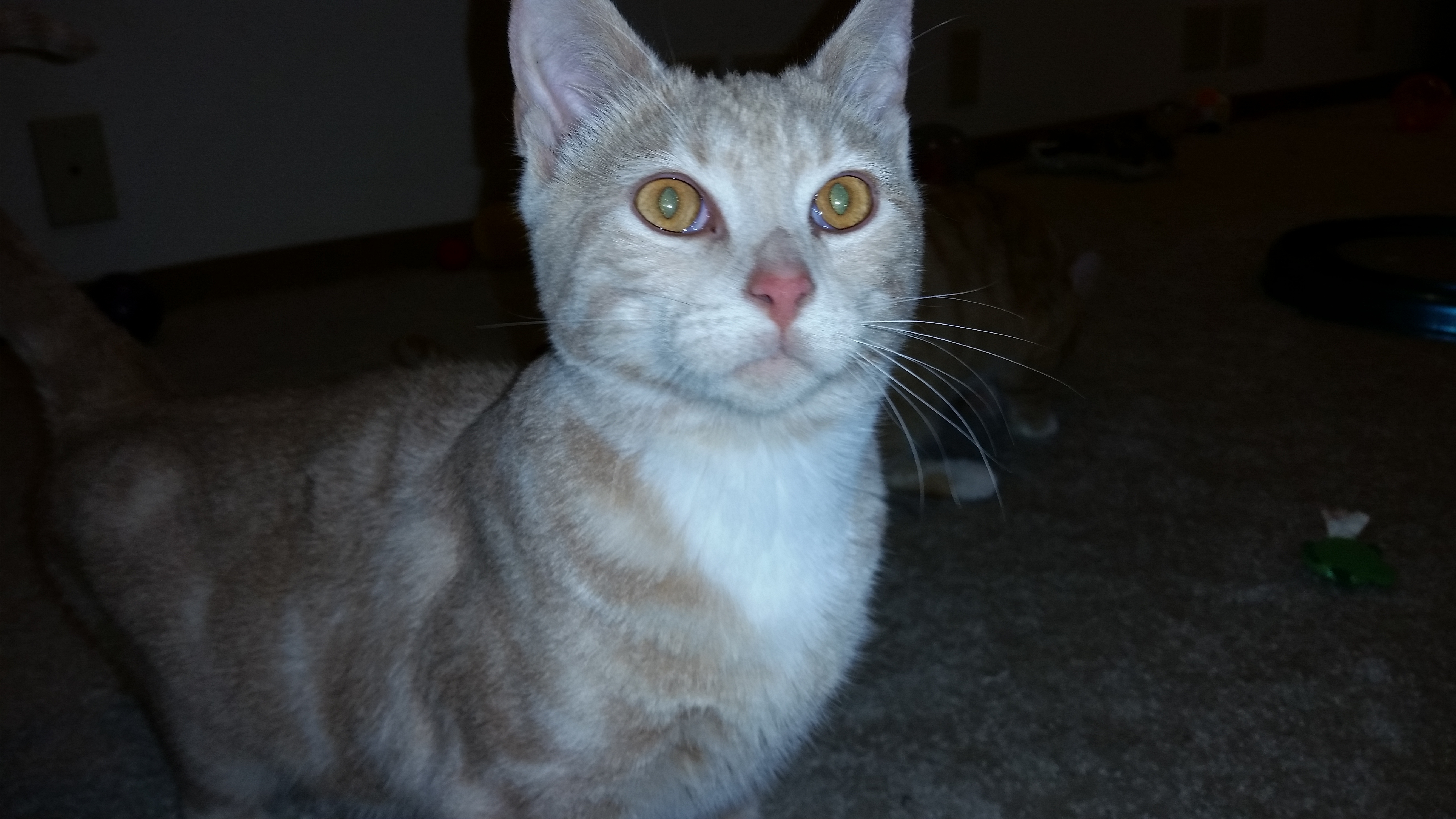 TOTO, a Adoptable mixed breed in Sardinia, OH image 3/12