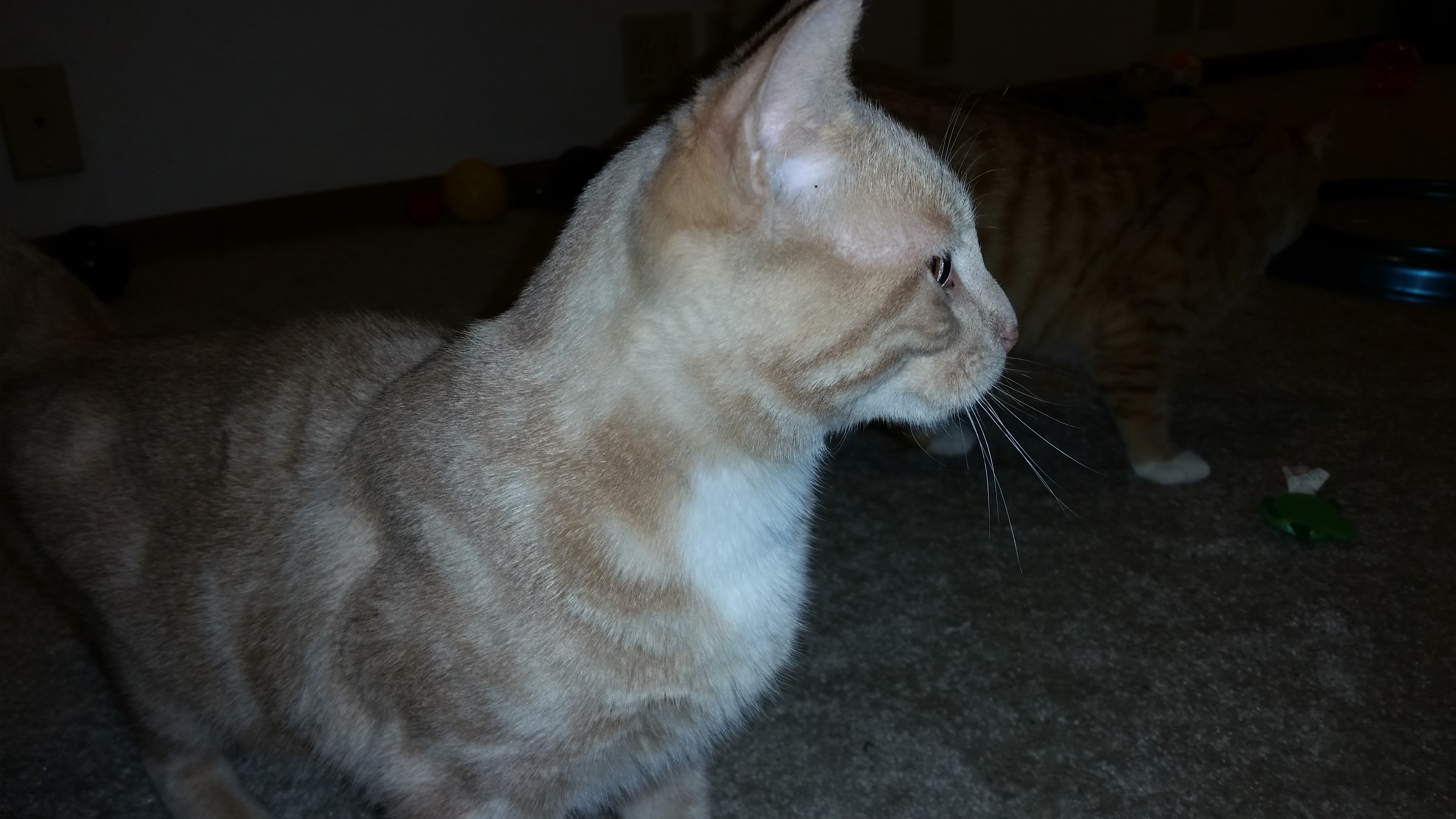 TOTO, a Adoptable mixed breed in Sardinia, OH image 4/12