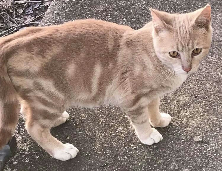 TOTO, a Adoptable mixed breed in Sardinia, OH image 5/12