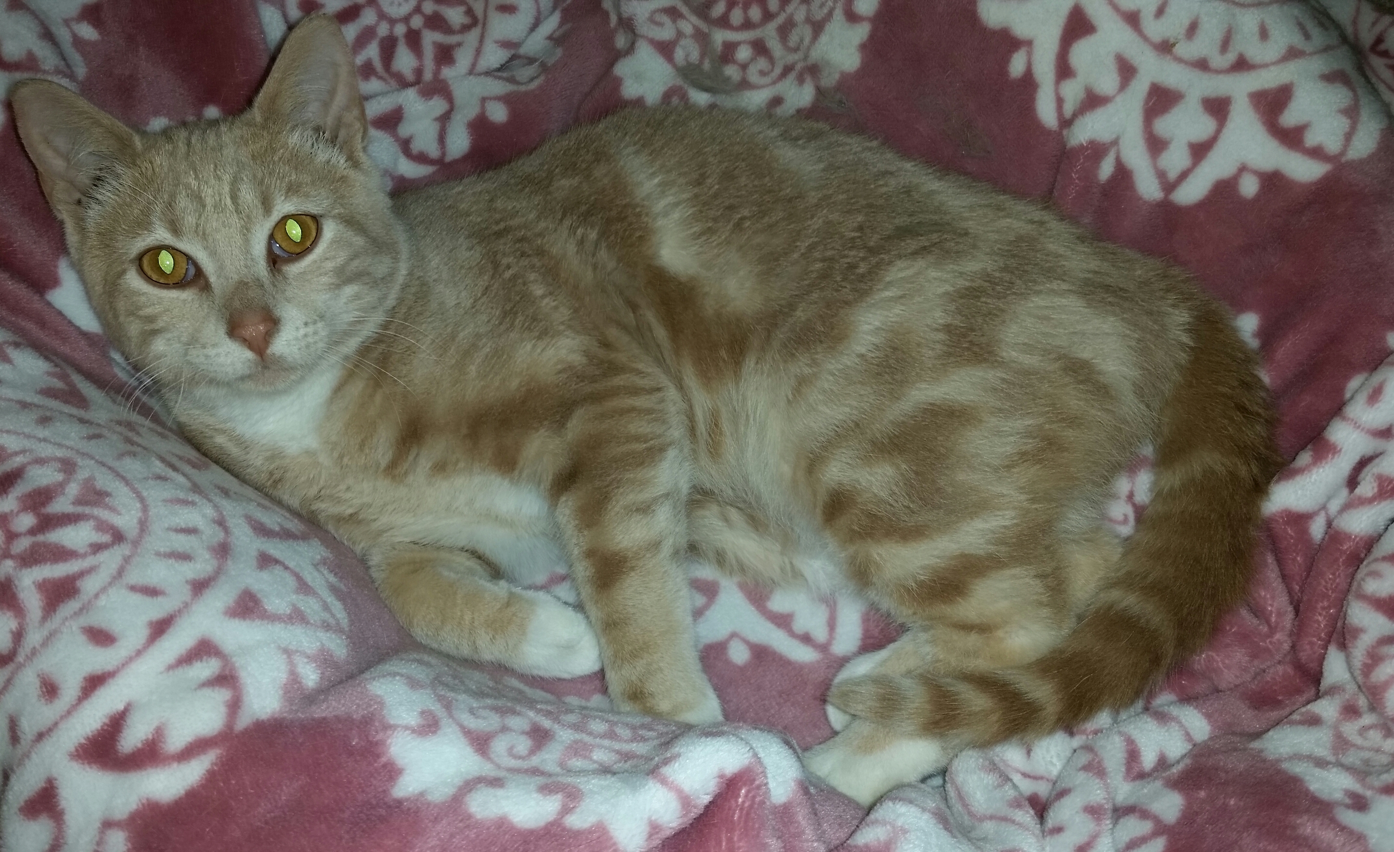 TOTO, a Adoptable mixed breed in Sardinia, OH image 6/12