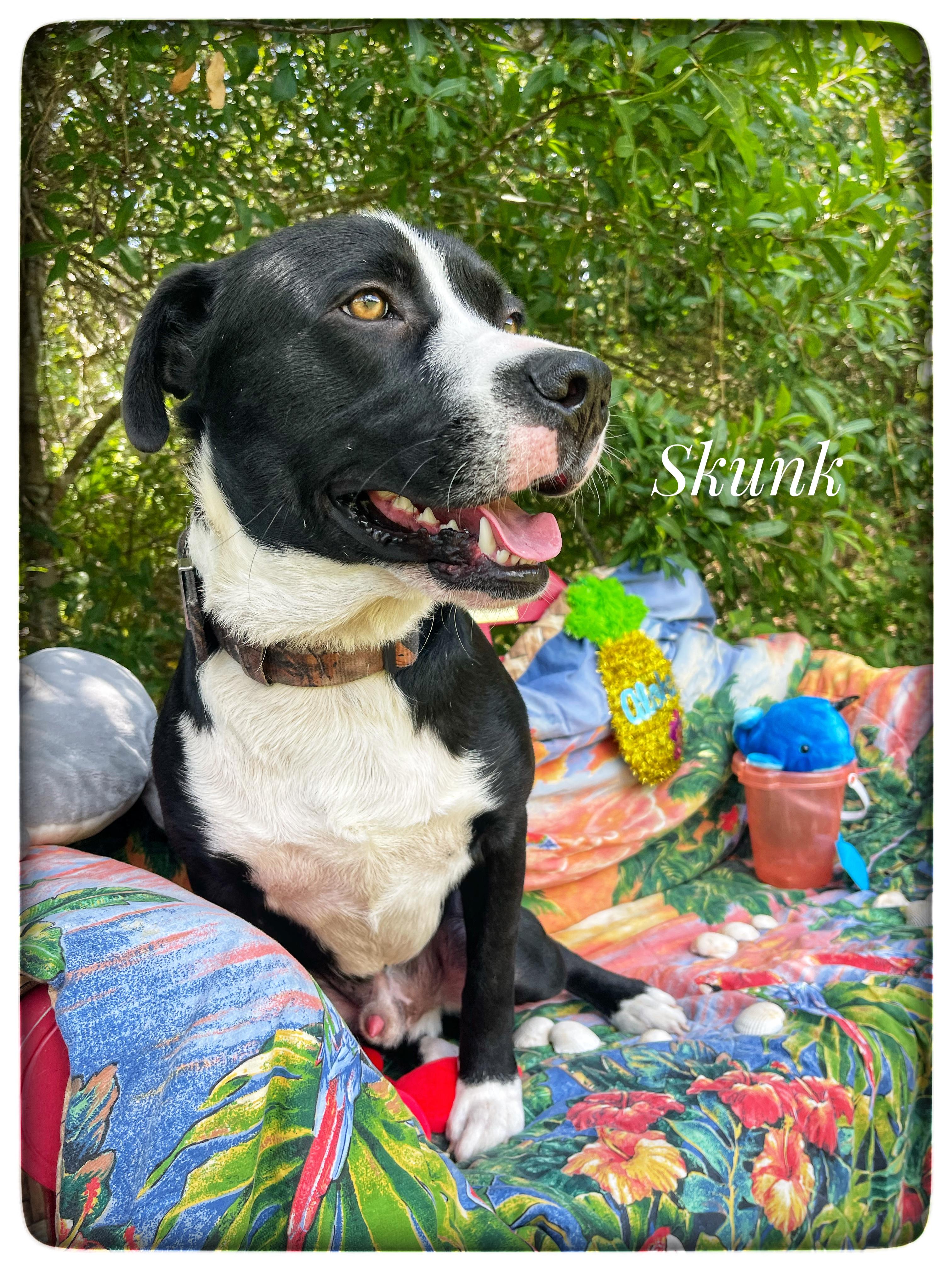 Enlarge Skunk, a Adoptable mixed breed in Sebring, FL image 1/6