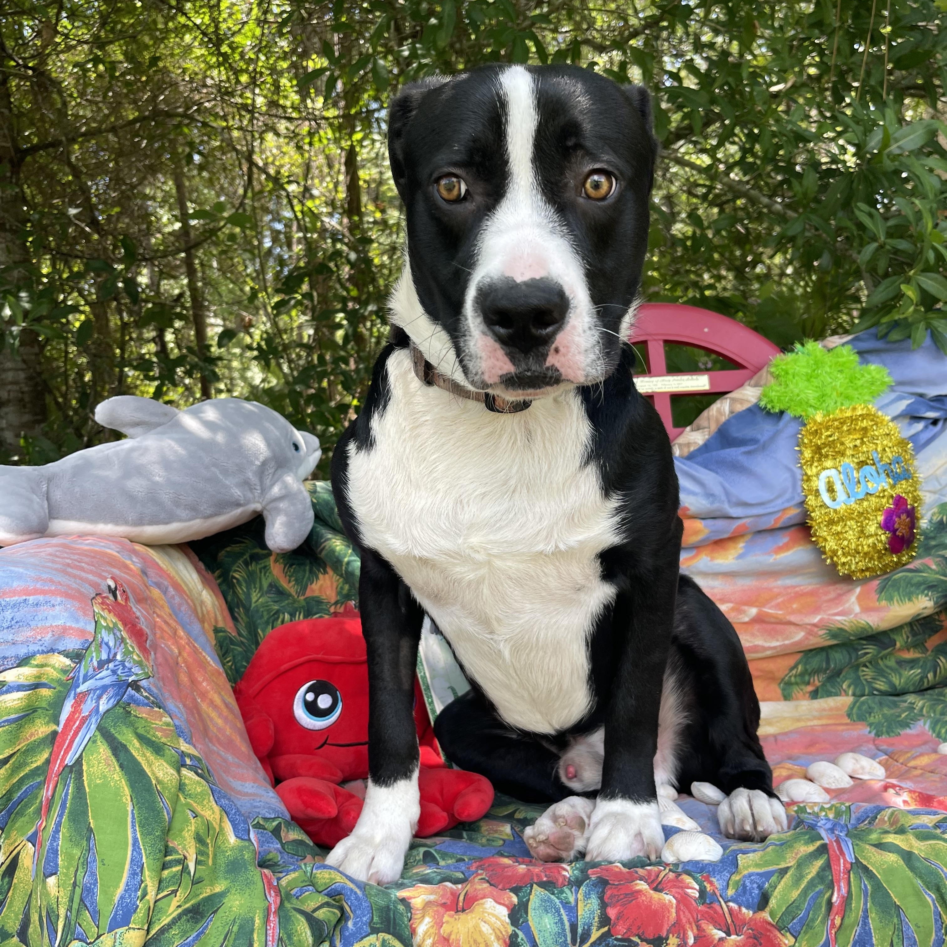 Enlarge Skunk, a Adoptable mixed breed in Sebring, FL image 3/6