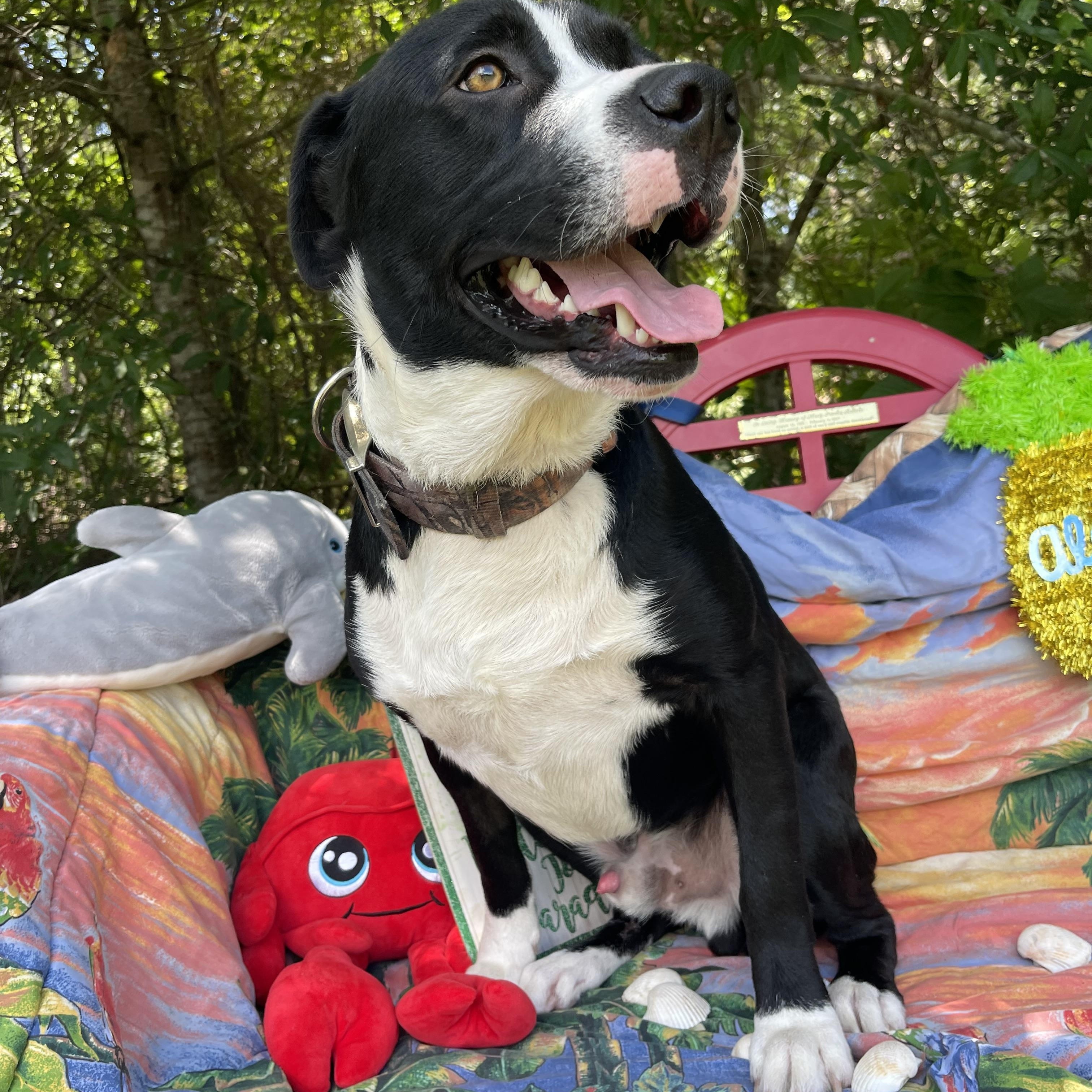 Enlarge Skunk, a Adoptable mixed breed in Sebring, FL image 2/6
