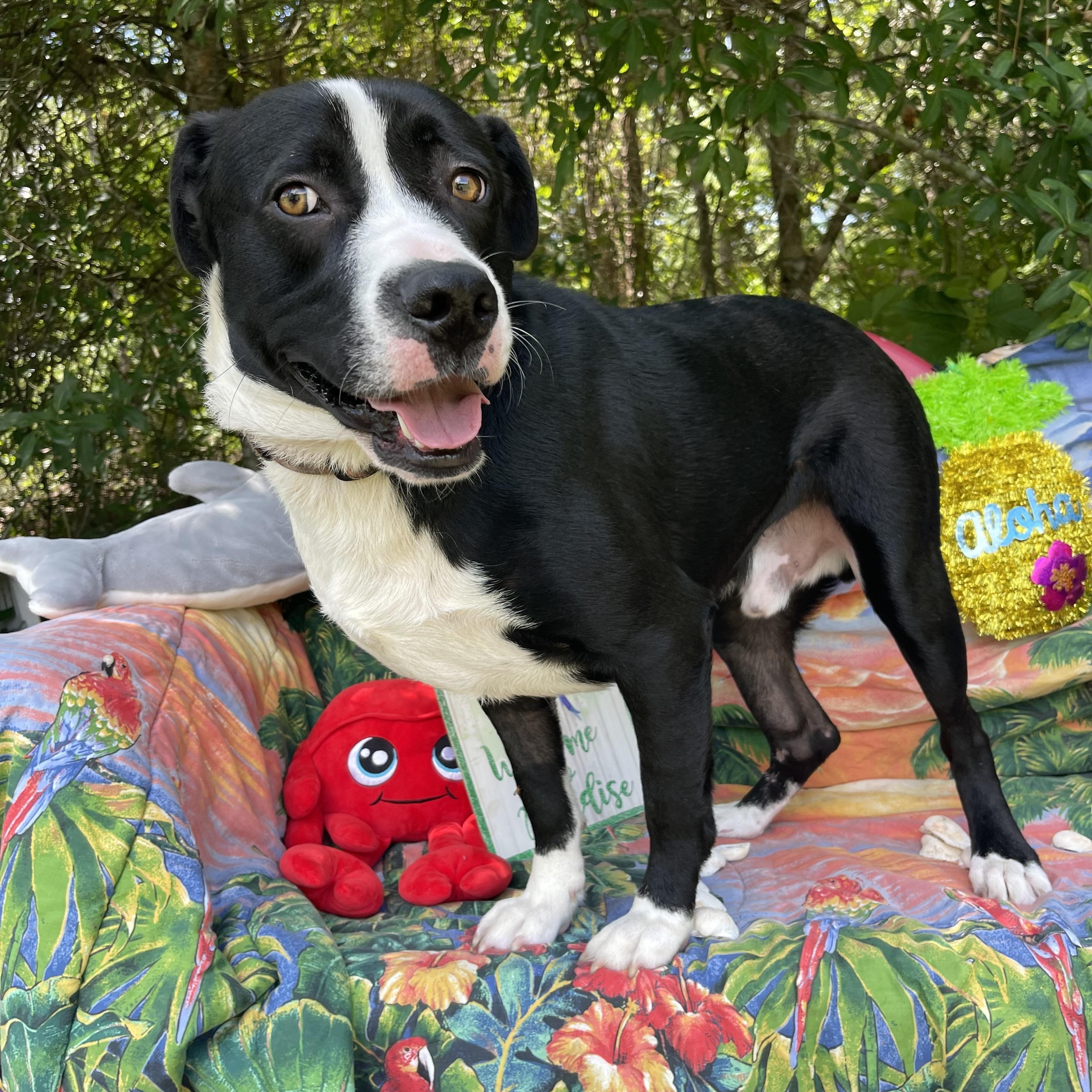 Enlarge Skunk, a Adoptable mixed breed in Sebring, FL image 5/6