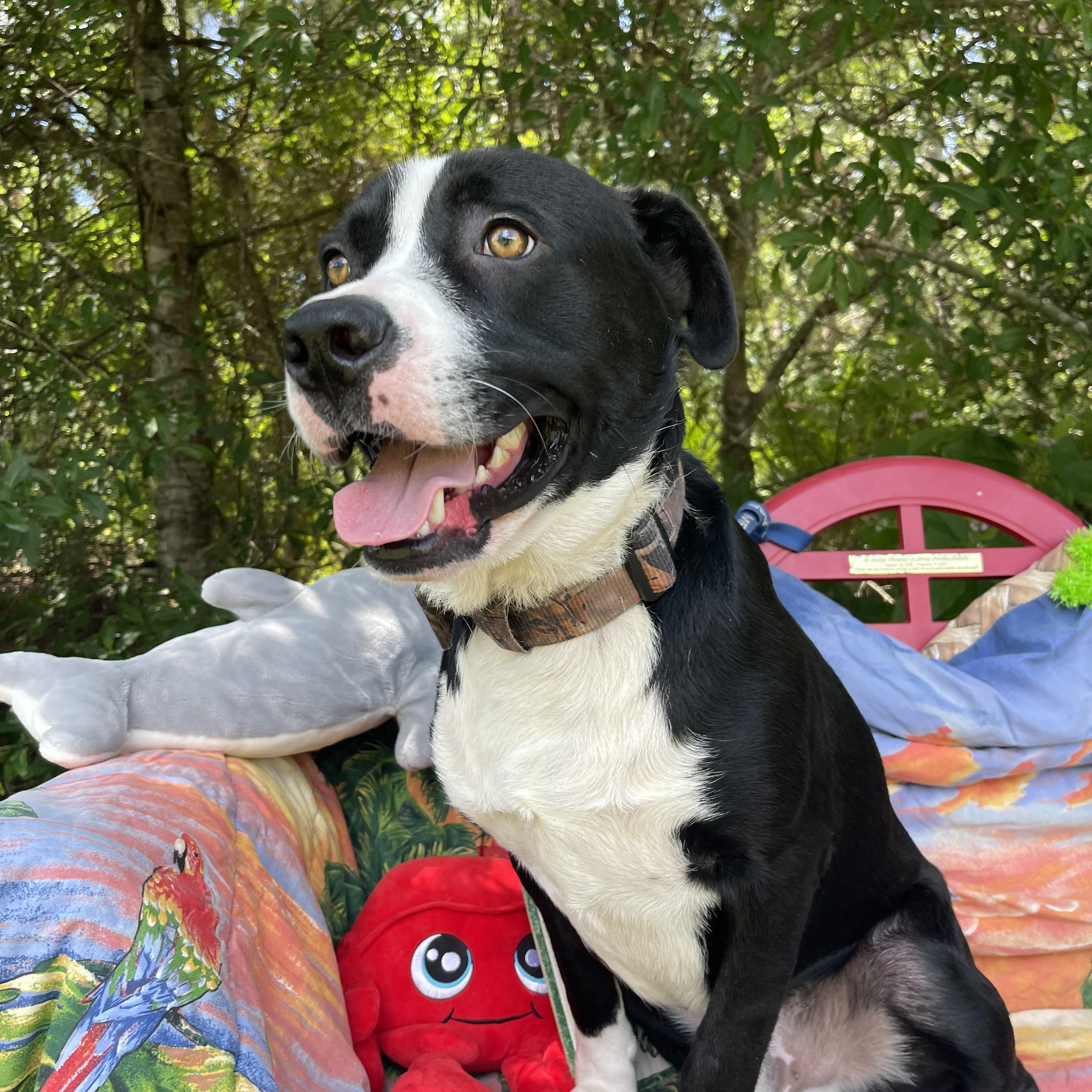 Enlarge Skunk, a Adoptable mixed breed in Sebring, FL image 4/6