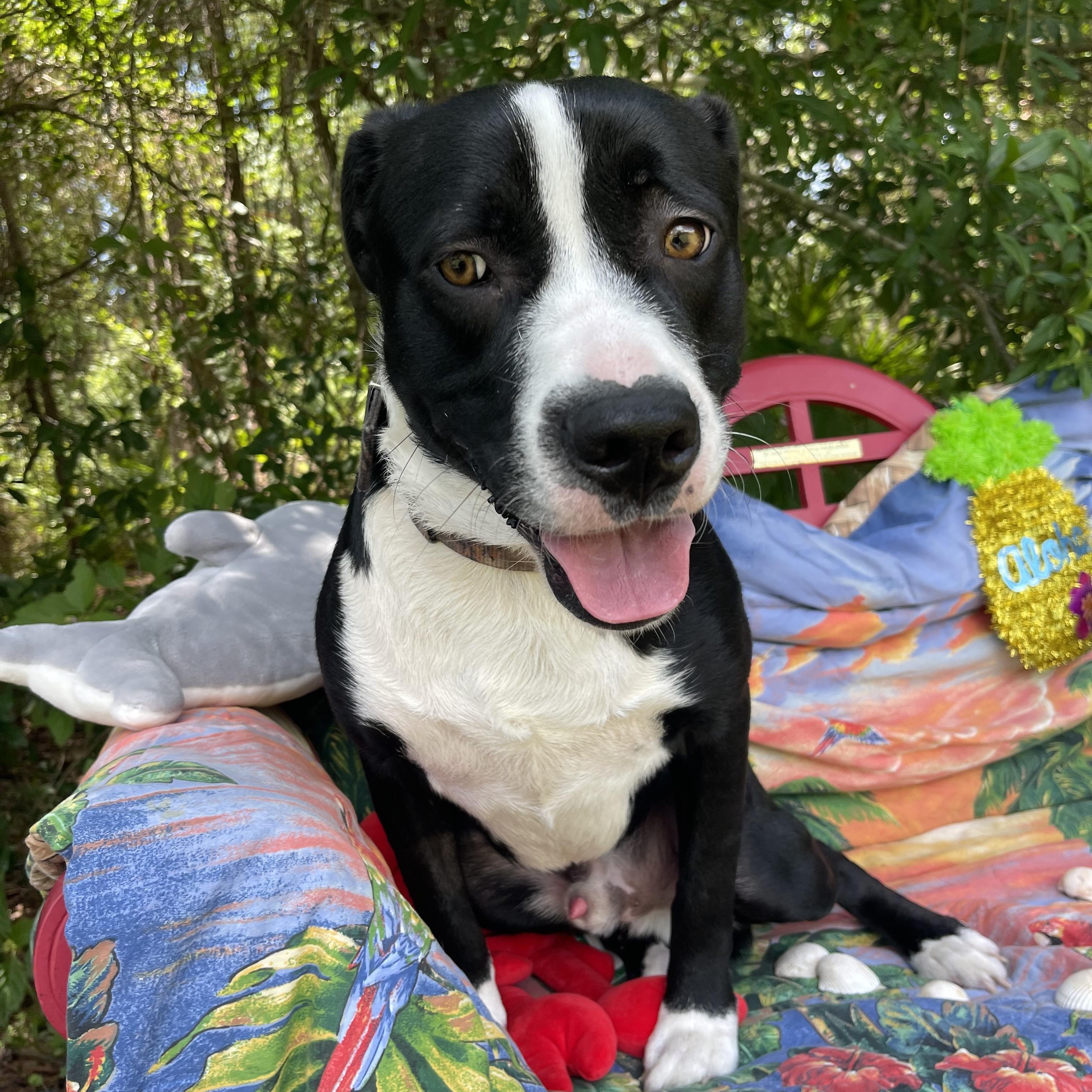 Enlarge Skunk, a Adoptable mixed breed in Sebring, FL image 6/6