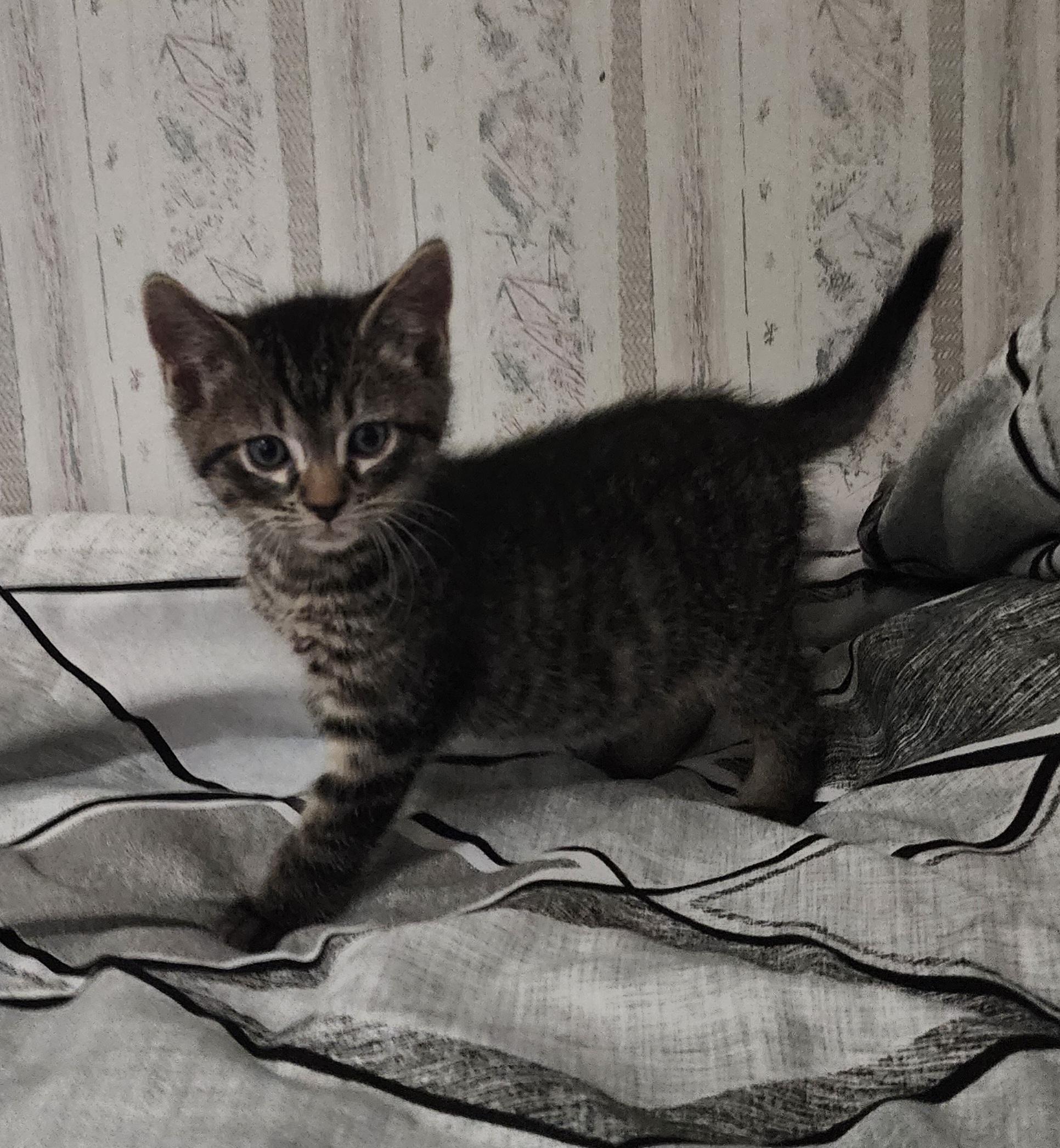 Luigi, Adopted, Kitten Male Domestic Short Hair.