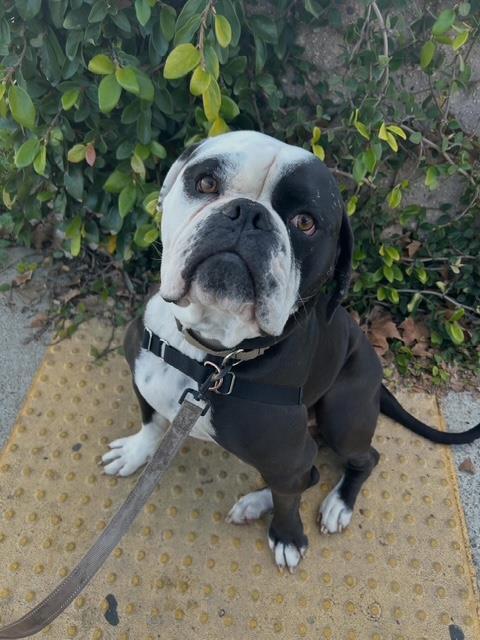 TORO, Adoptable, Young Male American Bulldog.