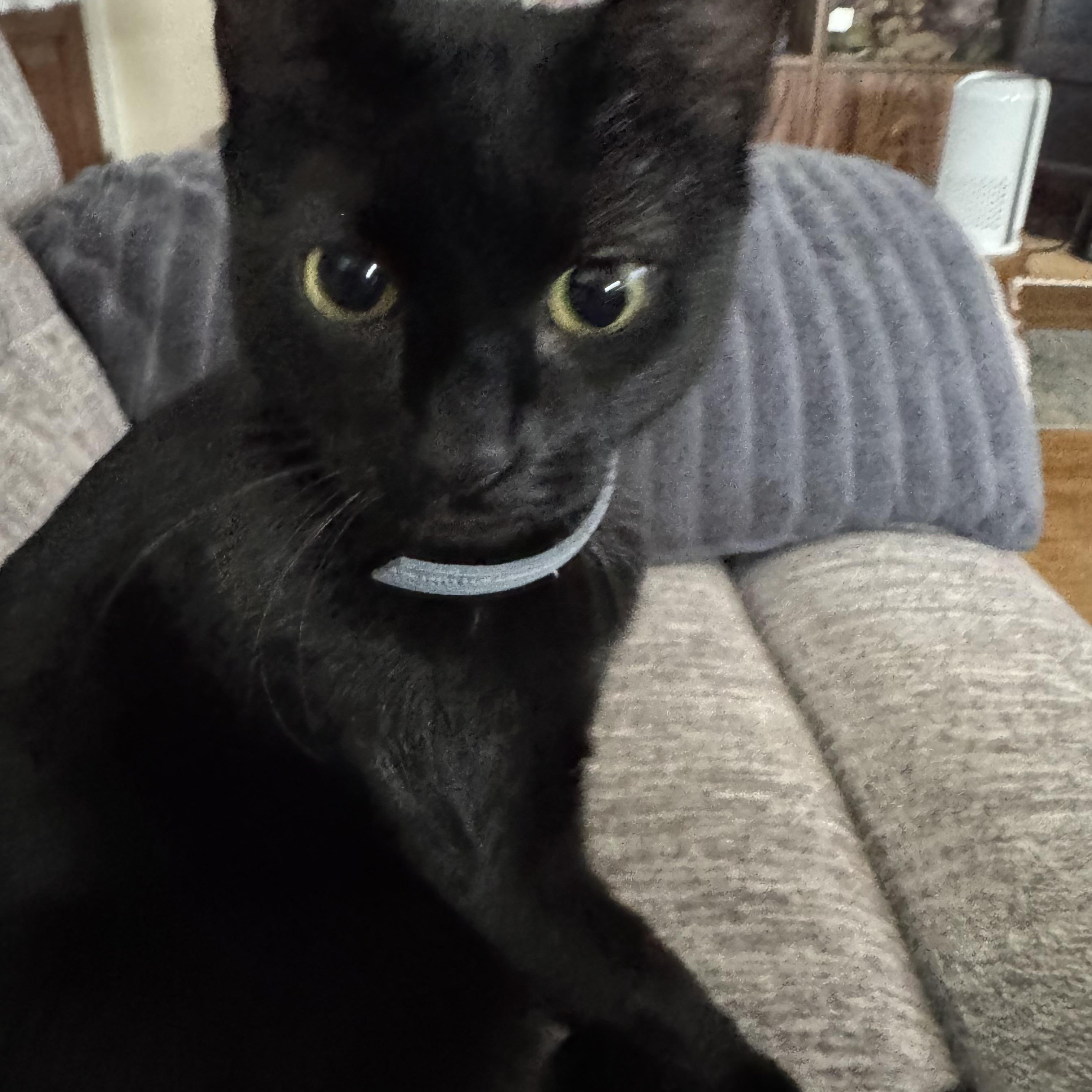 Beauty, Adoptable, Adult Female Domestic Short Hair.