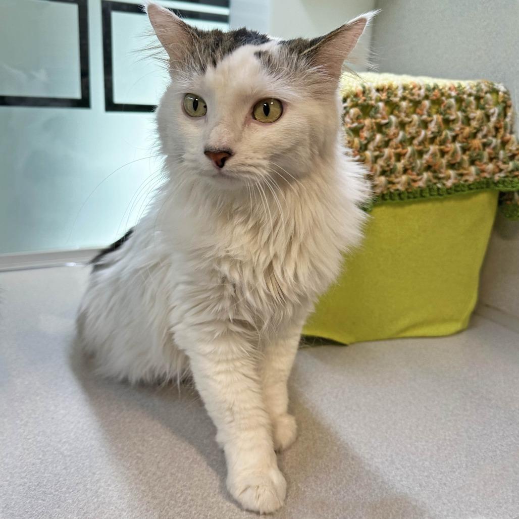 Nami, a Adoptable Domestic Medium Hair in Hailey, ID image 5/6