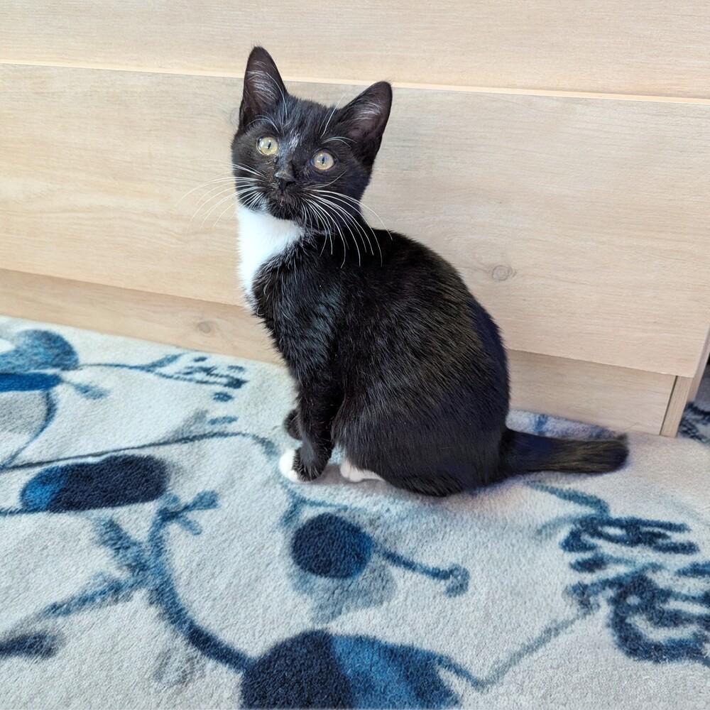 Enlarge Moon Cookie, a Adoptable mixed breed in WARNER ROBINS, GA image 1/1