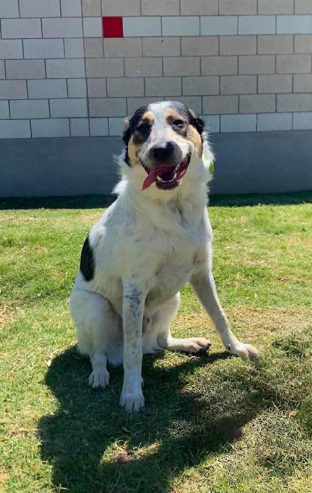 Ford, Adoptable, Puppy Male Australian Cattle Dog / Blue Heeler & Australian Cattle Dog / Blue Heeler.