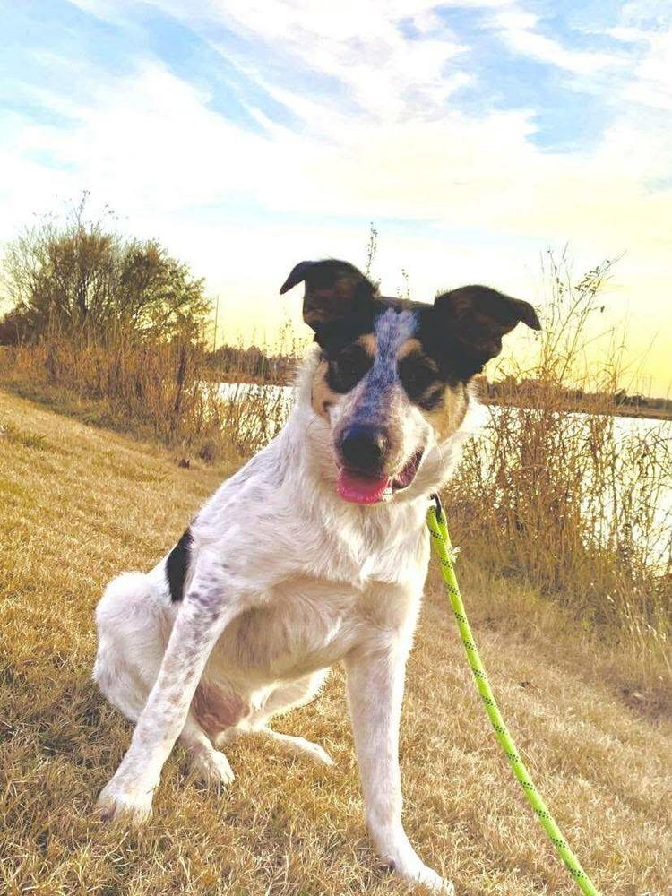 Ford, a Adoptable mixed breed in Shawnee, OK image 2/5