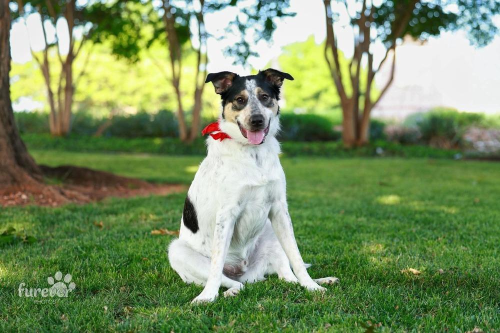 Ford, a Adoptable mixed breed in Shawnee, OK image 1/6