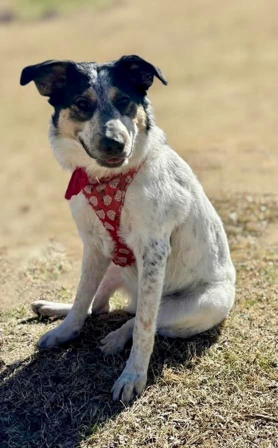 Ford, a Adoptable mixed breed in Shawnee, OK image 3/5