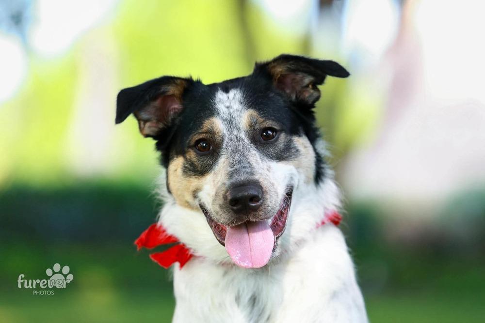 Ford, a Adoptable mixed breed in Shawnee, OK image 4/6