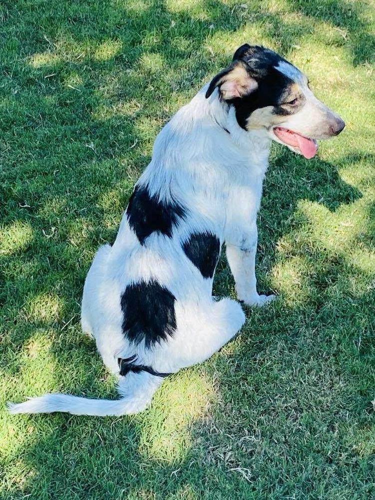 Ford, a Adoptable mixed breed in Shawnee, OK image 4/5