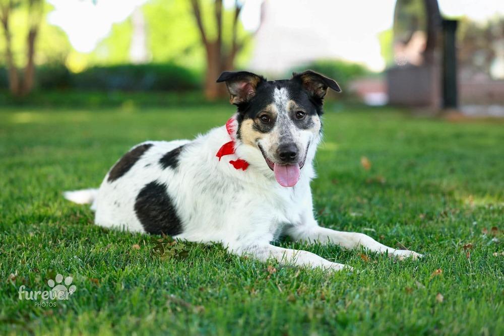 Ford, a Adoptable mixed breed in Shawnee, OK image 5/6