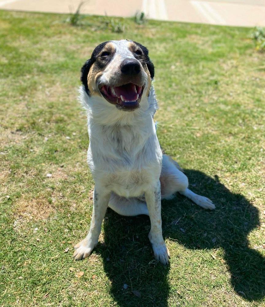 Ford, a Adoptable mixed breed in Shawnee, OK image 5/5