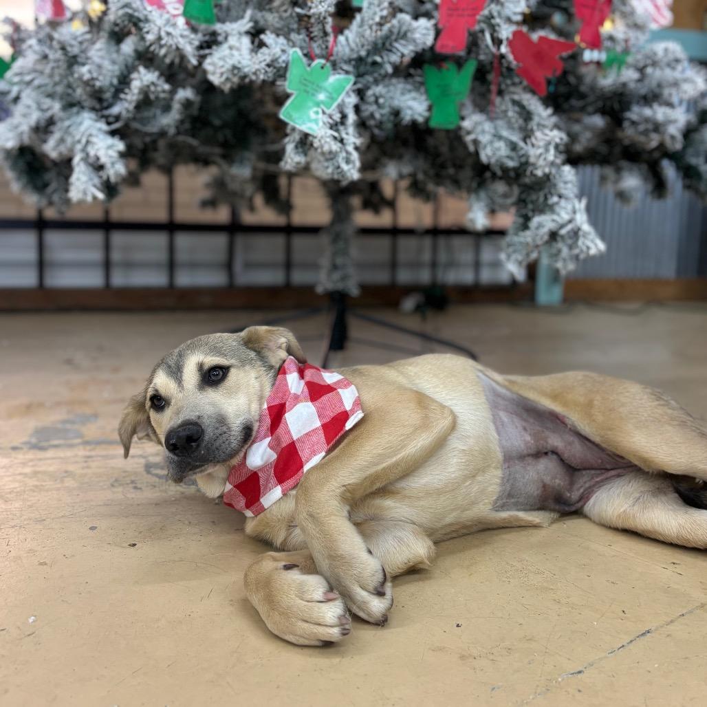 Beamo, a Adoptable Labrador Retriever in Parrish, AL image 1/4