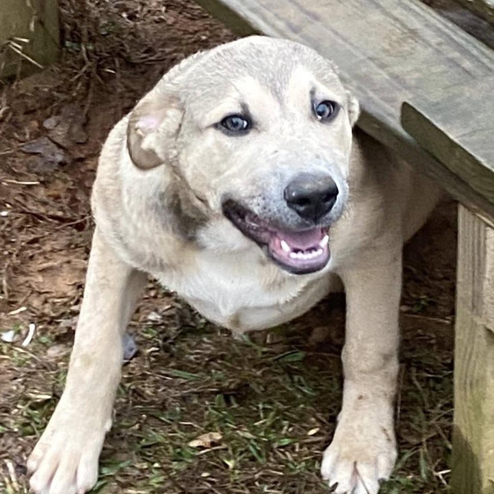 Beamo, Adoptable, Puppy Female Labrador Retriever.