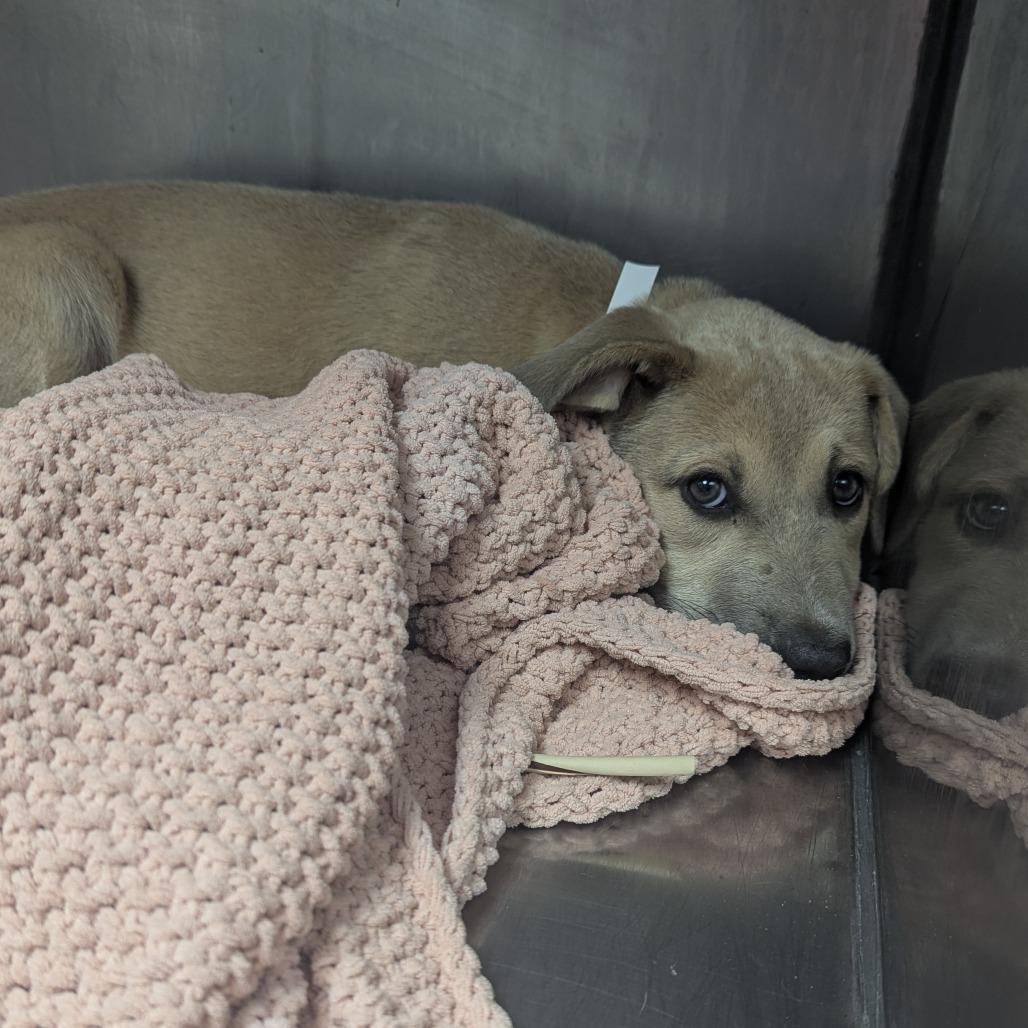 Beamo, a Adoptable Labrador Retriever in Parrish, AL image 3/4