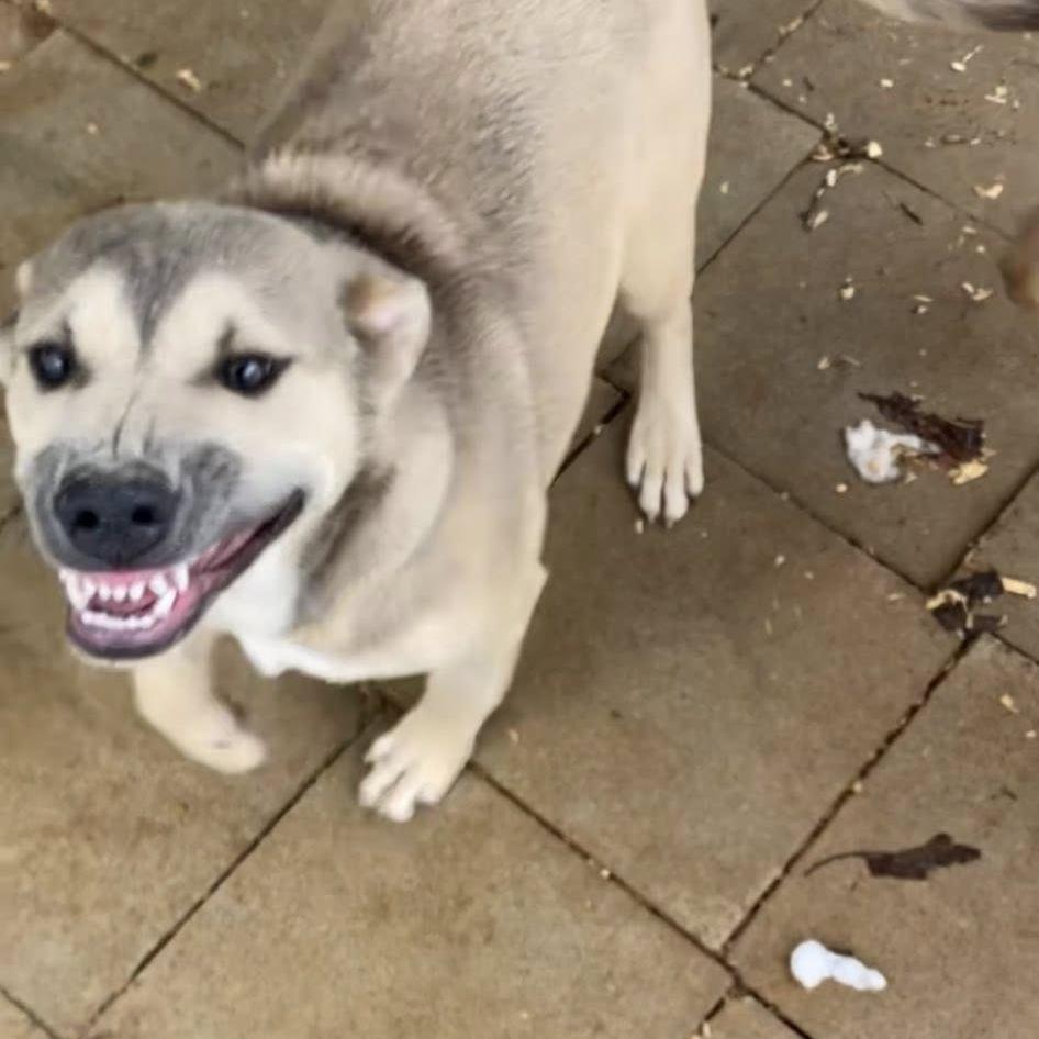 Beamo, a Adoptable Labrador Retriever in Parrish, AL image 4/4