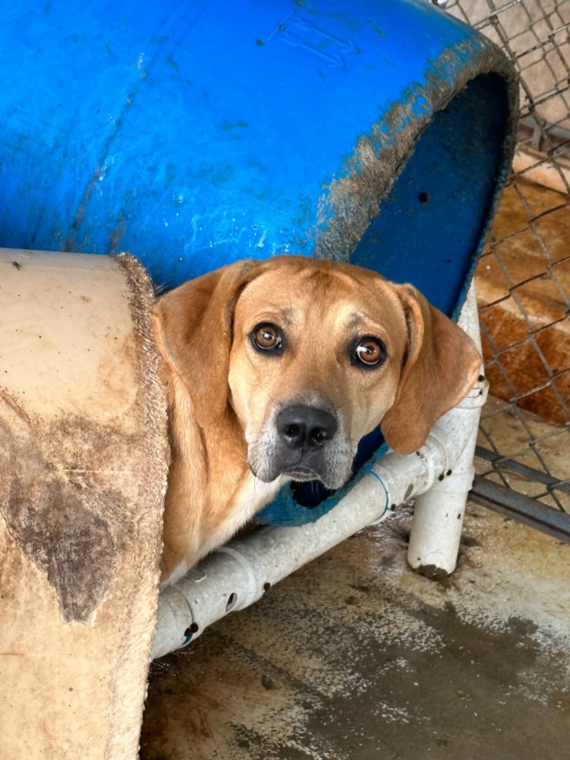 Enlarge Sam, a Adoptable Hound in Bruce, MS image 1/1