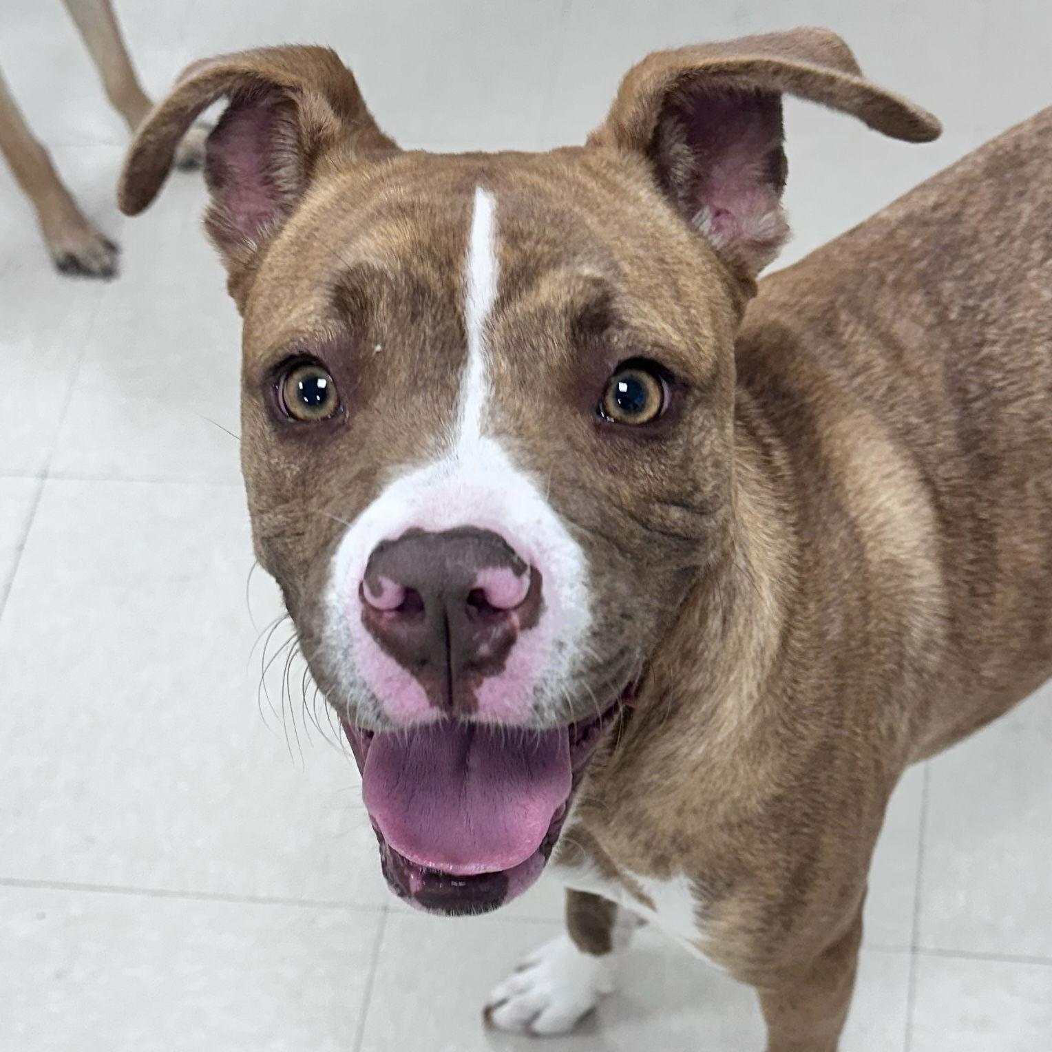 Jillie, Adopted, Young Female Boxer.