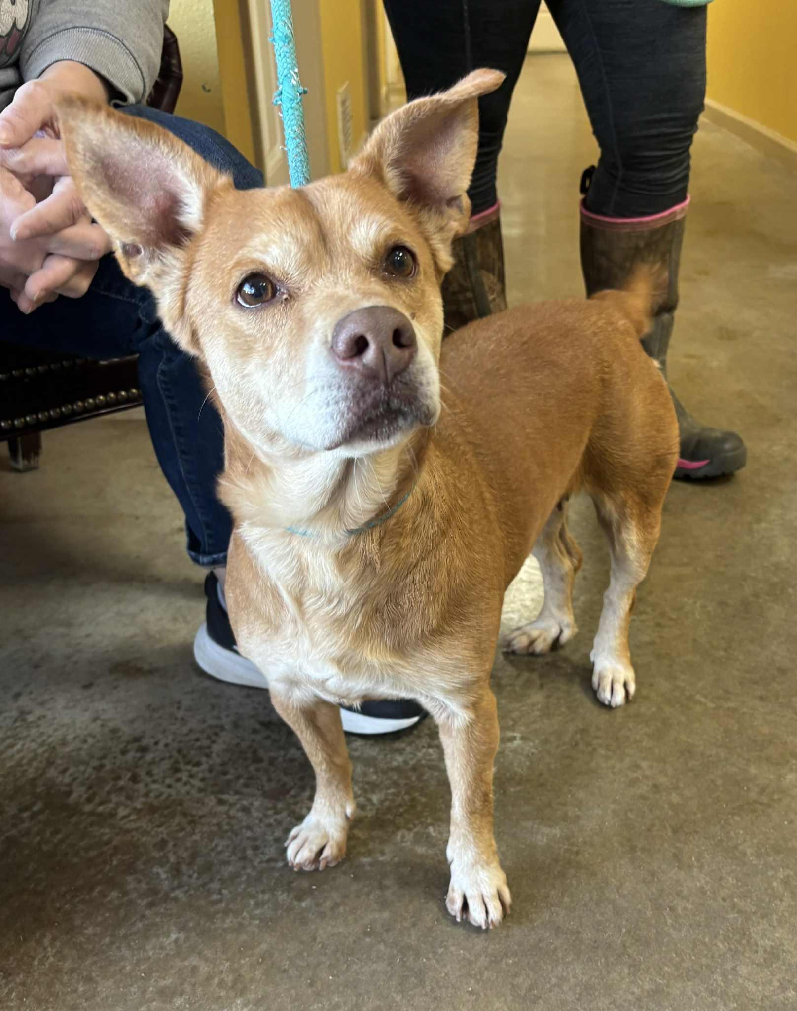 Enlarge Rei, a Adoptable mixed breed in Independence, MO image 1/6