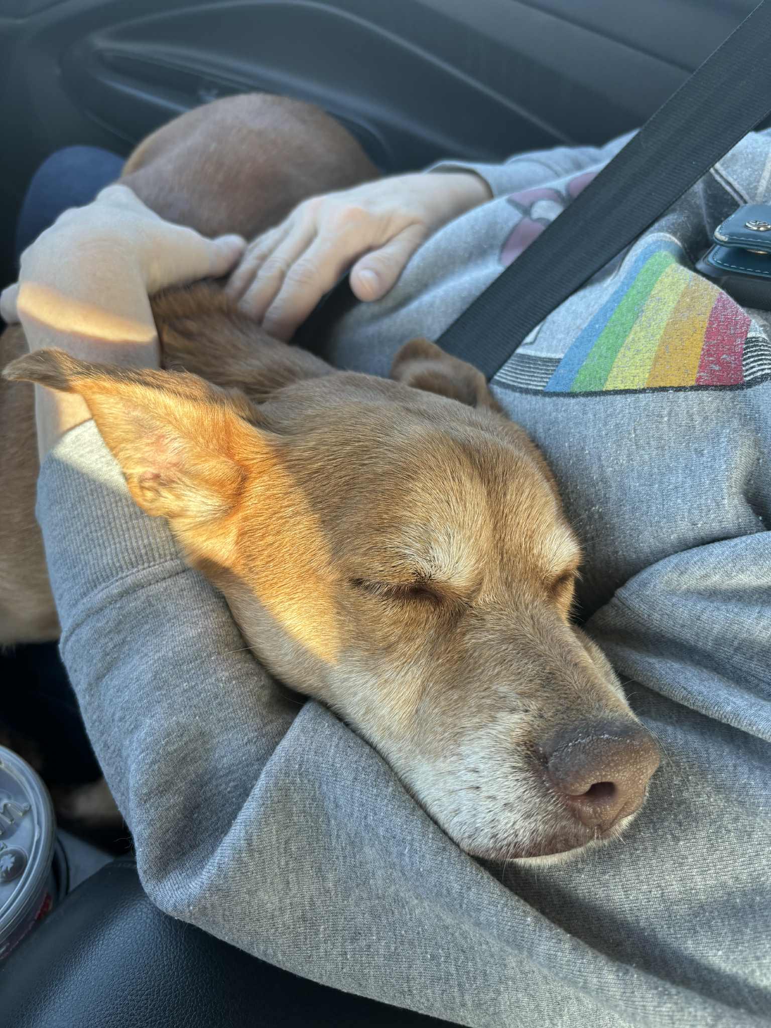 Enlarge Rei, a Adoptable mixed breed in Independence, MO image 2/6