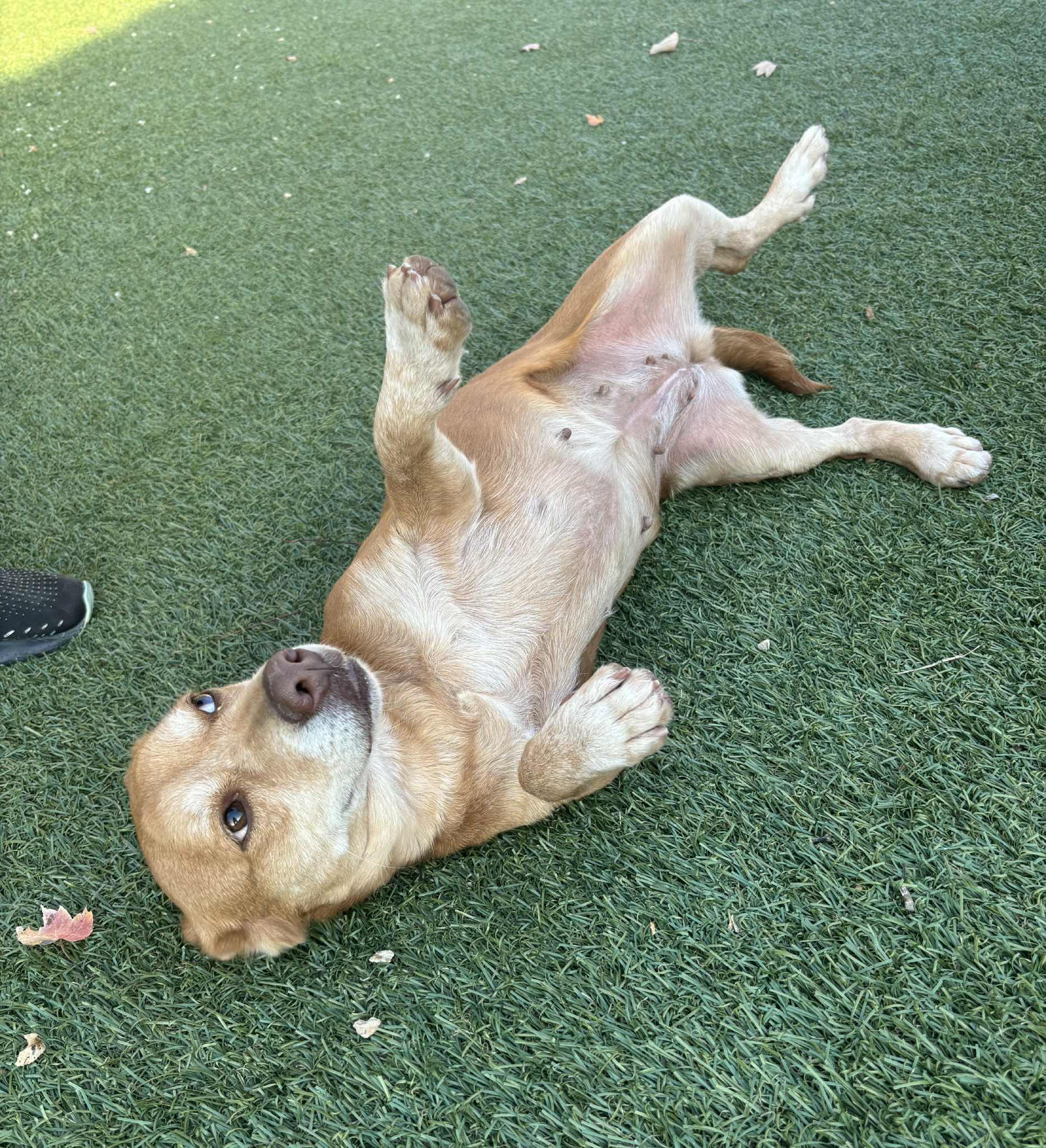 Enlarge Rei, a Adoptable mixed breed in Independence, MO image 3/6