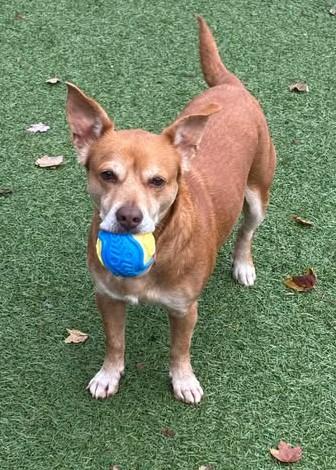 Enlarge Rei, a Adoptable mixed breed in Independence, MO image 4/6