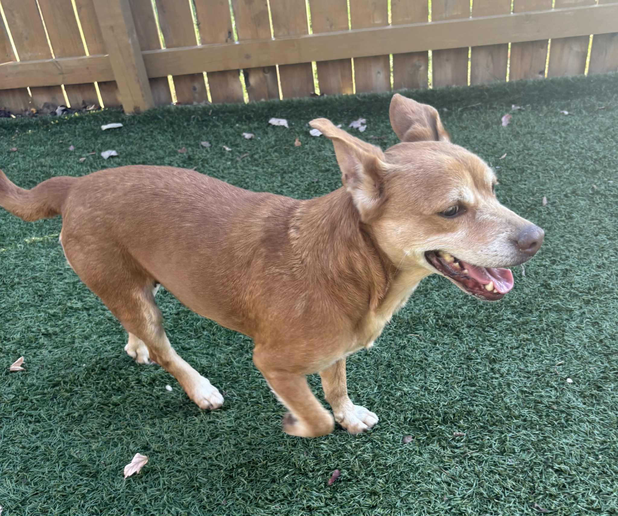 Enlarge Rei, a Adoptable mixed breed in Independence, MO image 5/6