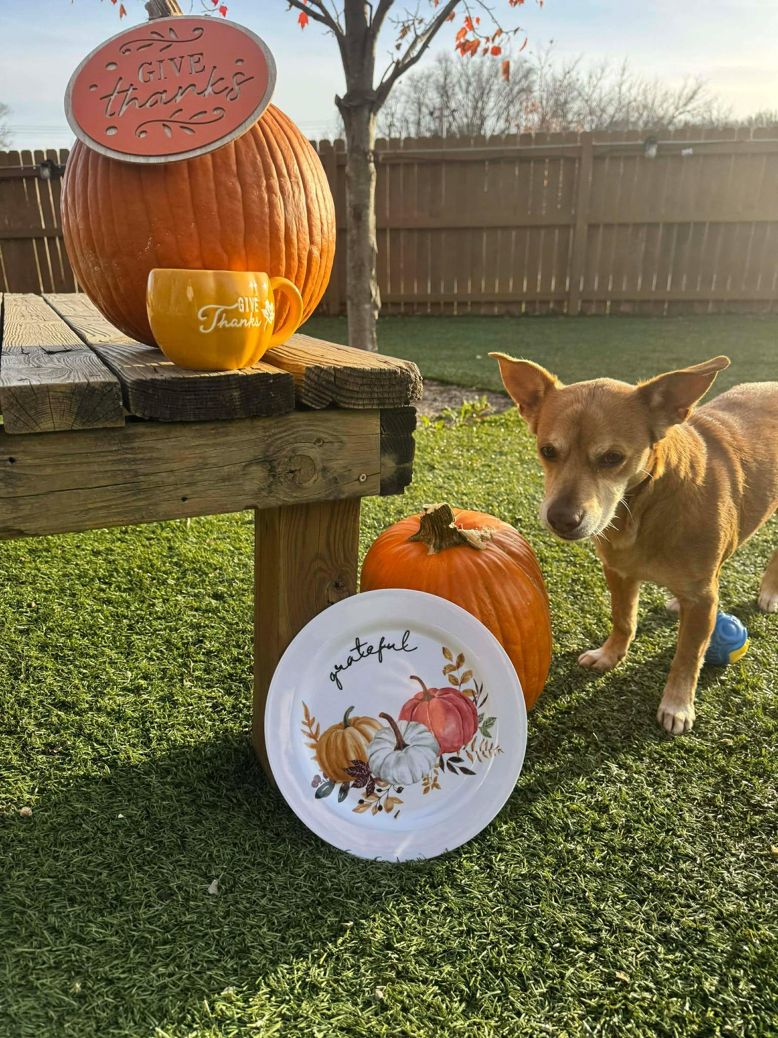 Enlarge Rei, a Adoptable mixed breed in Independence, MO image 6/6