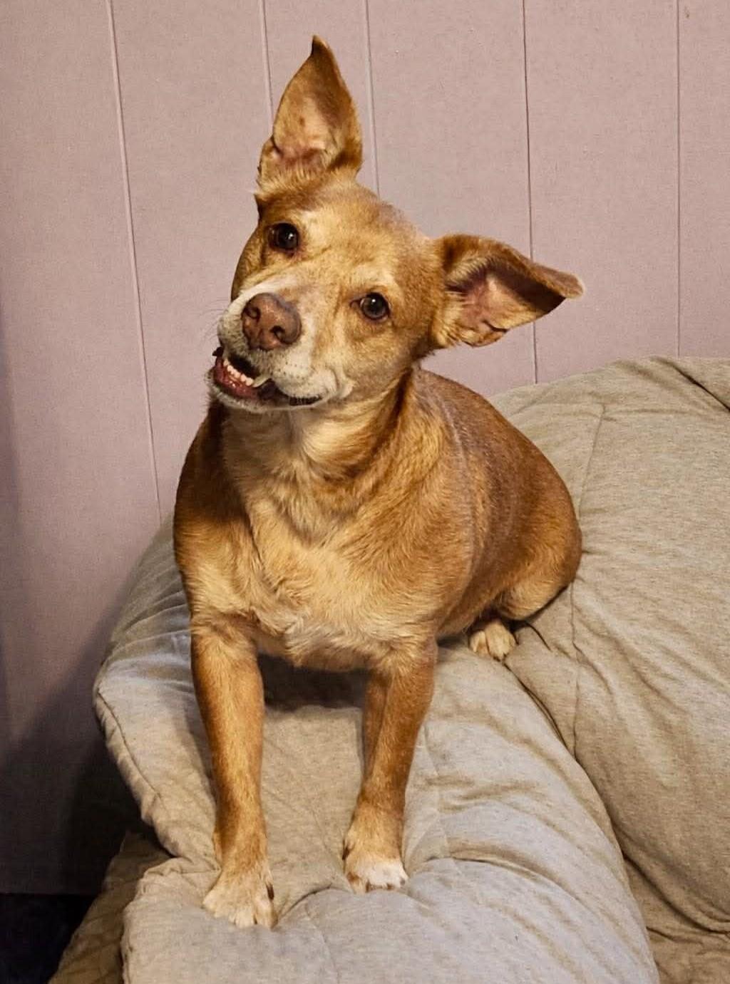 Rei, Adoptable, Senior Female Dachshund & Corgi.