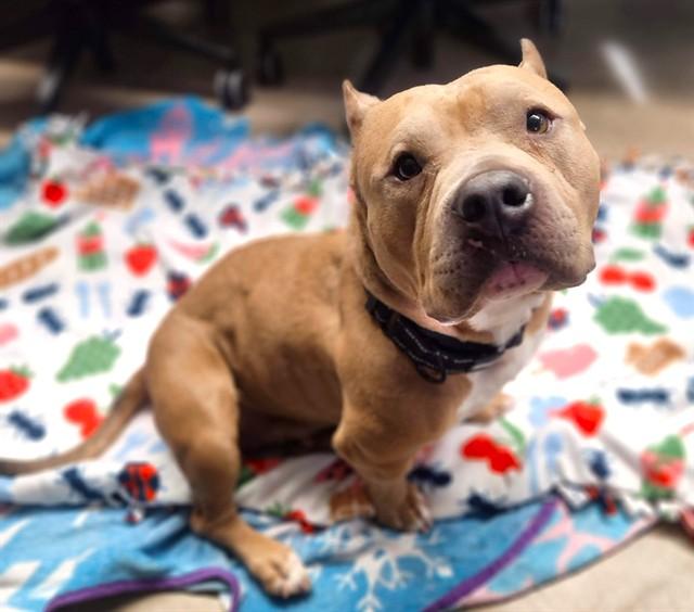 DIOR, Adoptable, Adult Female American Bulldog & Mixed Breed.