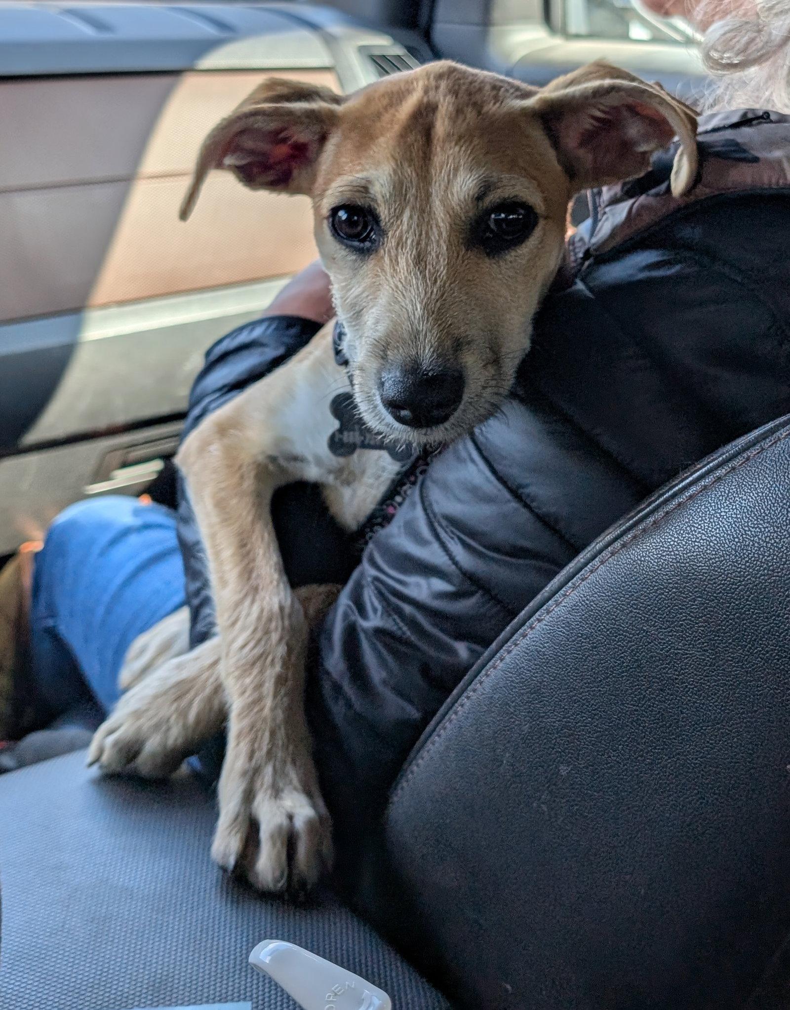 Enlarge Willow 4461, a Adoptable Rat Terrier in Pickering, ON image 1/3