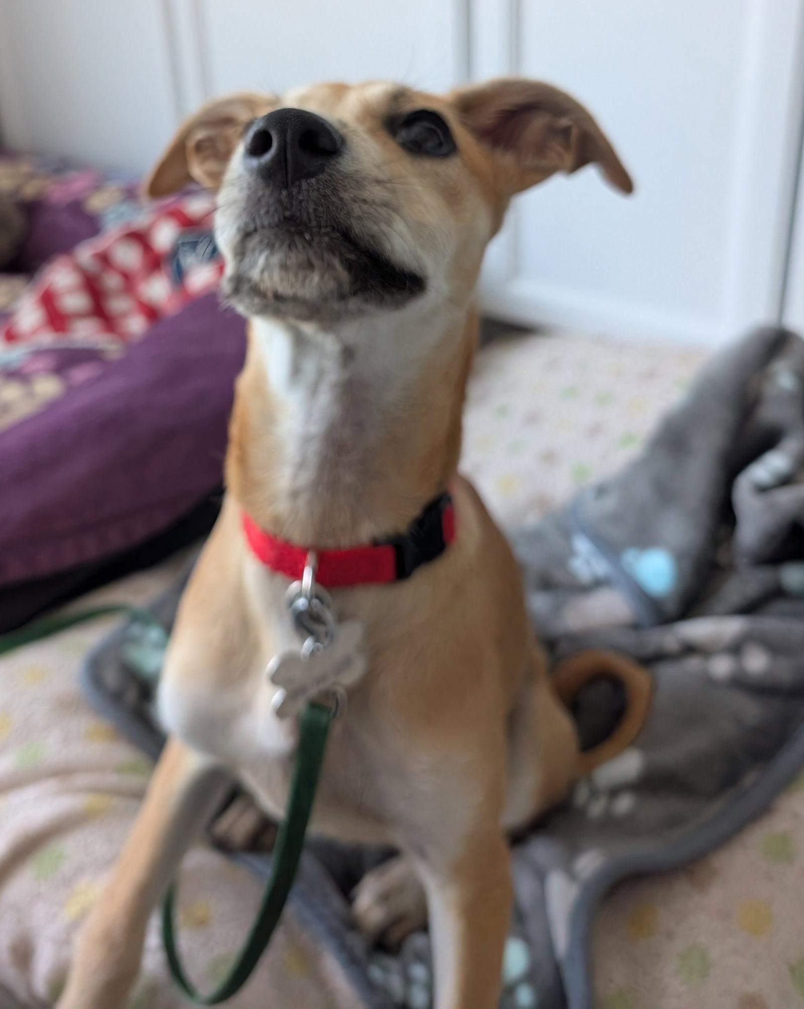 Enlarge Willow 4461, a Adoptable Rat Terrier in Pickering, ON image 2/3