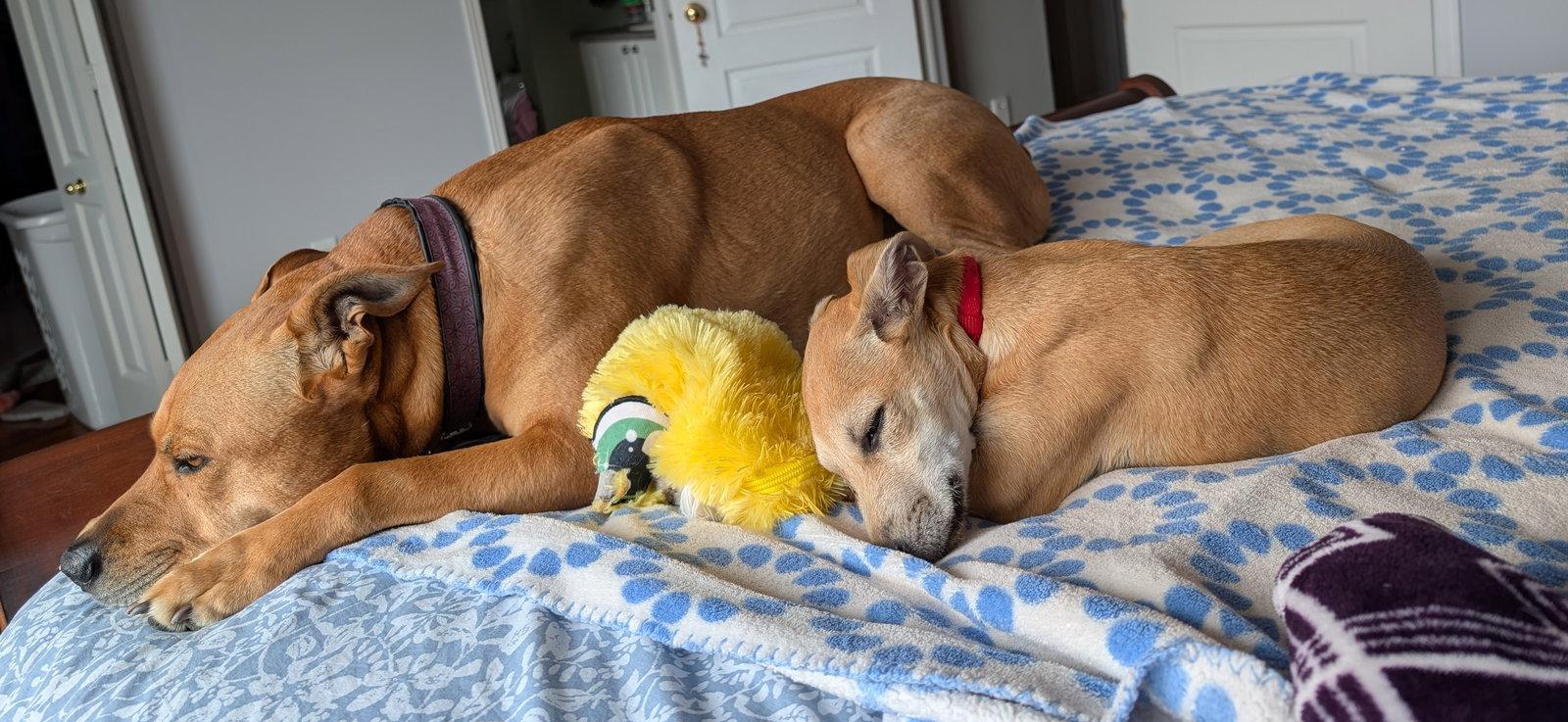 Enlarge Willow 4461, a Adoptable Rat Terrier in Pickering, ON image 3/3