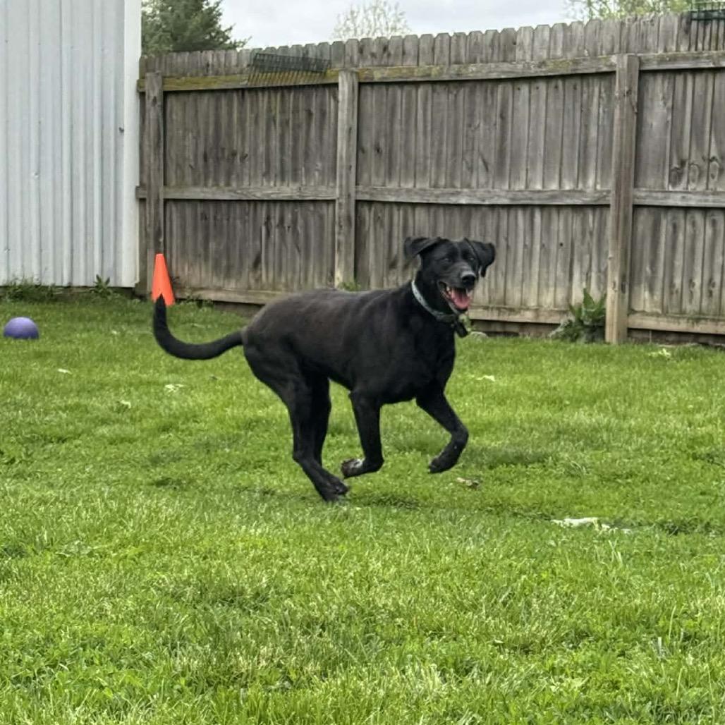 Enlarge Rona, a Adoptable Black Labrador Retriever in Tipton, IN image 1/4