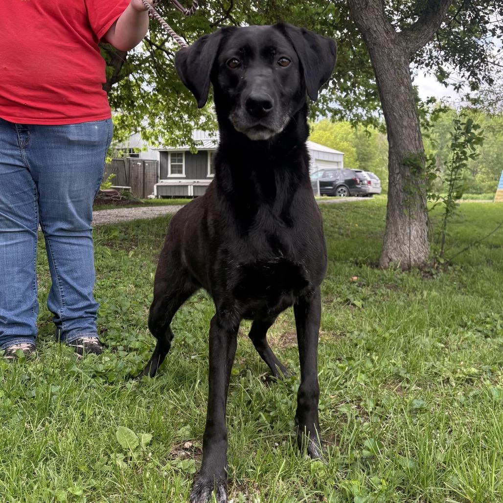 Enlarge Rona, a Adoptable Black Labrador Retriever in Tipton, IN image 2/4
