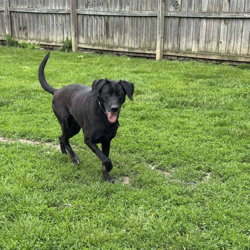 Enlarge Rona, a Adoptable Black Labrador Retriever in Tipton, IN image 3/4