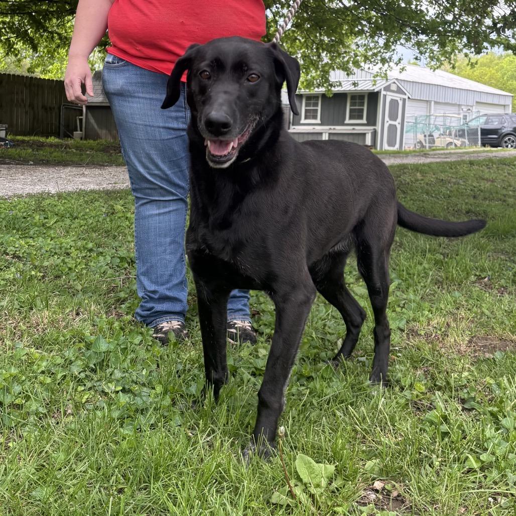 Enlarge Rona, a Adoptable Black Labrador Retriever in Tipton, IN image 4/4