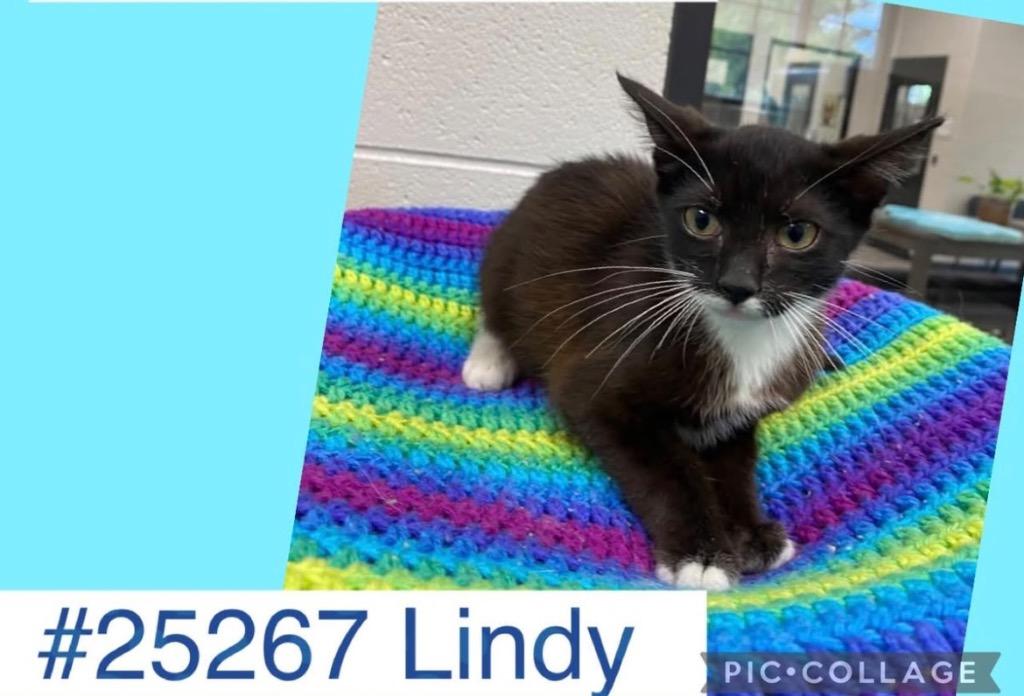 Enlarge Lindy, a Adoptable mixed breed in Dalton, GA image 1/1