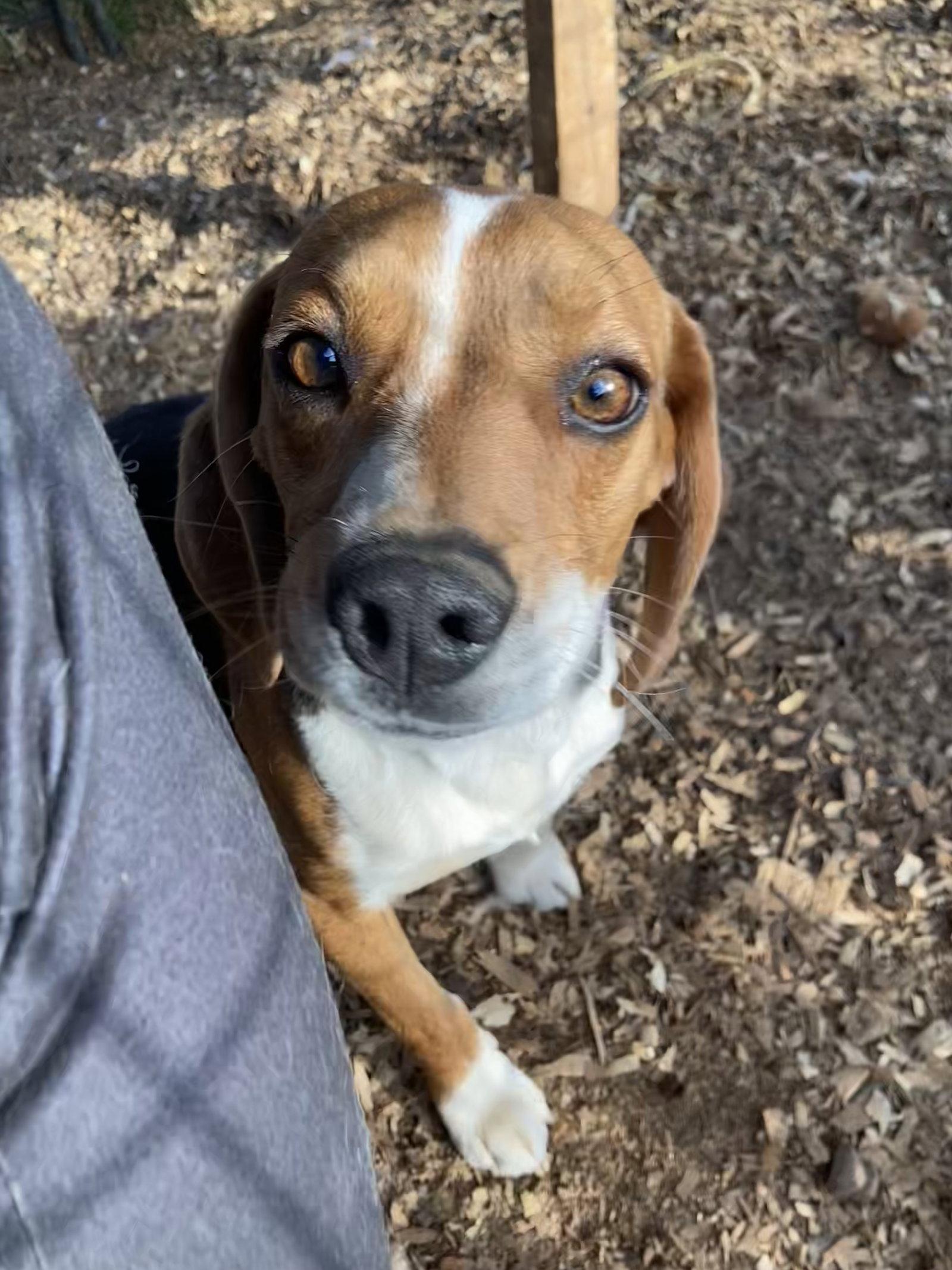 Duft, Adoptable, Adult Male Beagle.