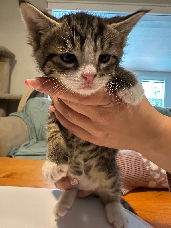 Peter, Adoptable, Kitten Male Domestic Short Hair.